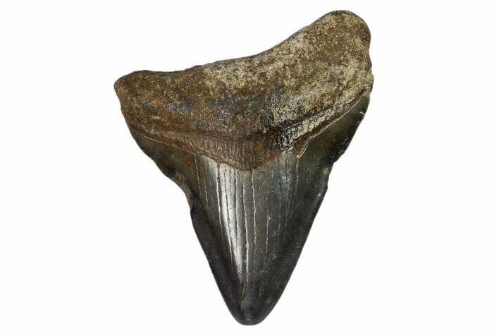 Juvenile Megalodon Tooth - Georgia #115705